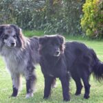 Pyreneisk Gjeterhund m/korth.hode