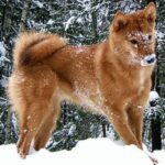 Pyreneisk Gjeterhund m/korth.hode
