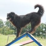 Pyreneisk Gjeterhund m/korth.hode