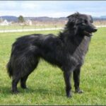 Pyreneisk Gjeterhund m/korth.hode