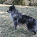 Pyreneisk Gjeterhund m/korth.hode