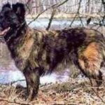 Pyreneisk Gjeterhund m/korth.hode