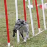 Pyreneisk Gjeterhund m/korth.hode
