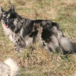 Pyreneisk Gjeterhund m/korth.hode
