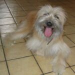Pyreneisk Gjeterhund m/korth.hode