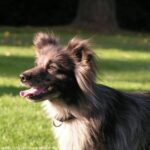 Pyreneisk Gjeterhund m/korth.hode