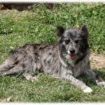 Pyreneisk Gjeterhund m/korth.hode