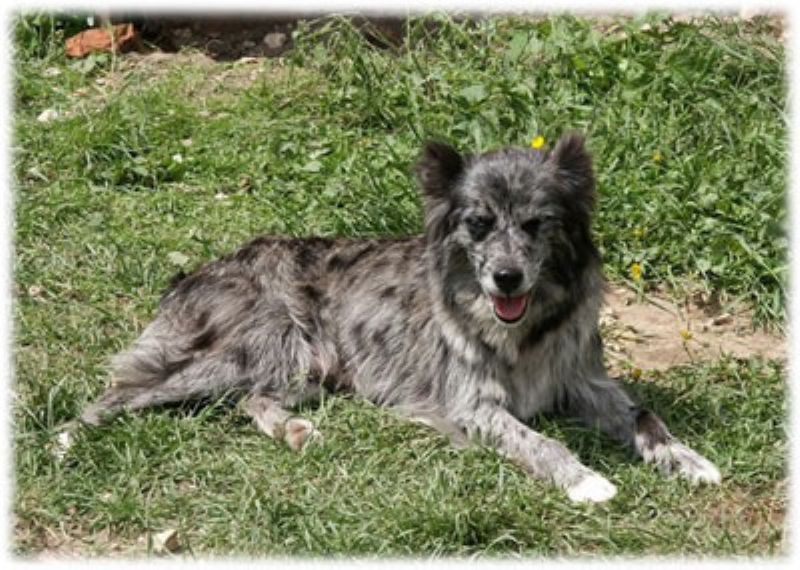 Pyreneisk Gjeterhund m/korth.hode