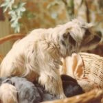 Pyreneisk Gjeterhund m/korth.hode