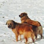 Pyreneisk Gjeterhund m/korth.hode