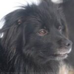 Pyreneisk Gjeterhund m/korth.hode
