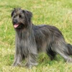 Pyreneisk Gjeterhund