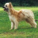Pyreneisk Gjeterhund