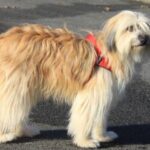 Pyreneisk Gjeterhund