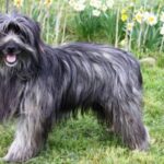 Pyreneisk Gjeterhund