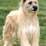 Pyreneisk Gjeterhund