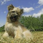 Pyreneisk Gjeterhund