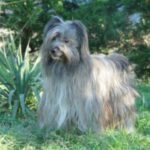Pyreneisk Gjeterhund