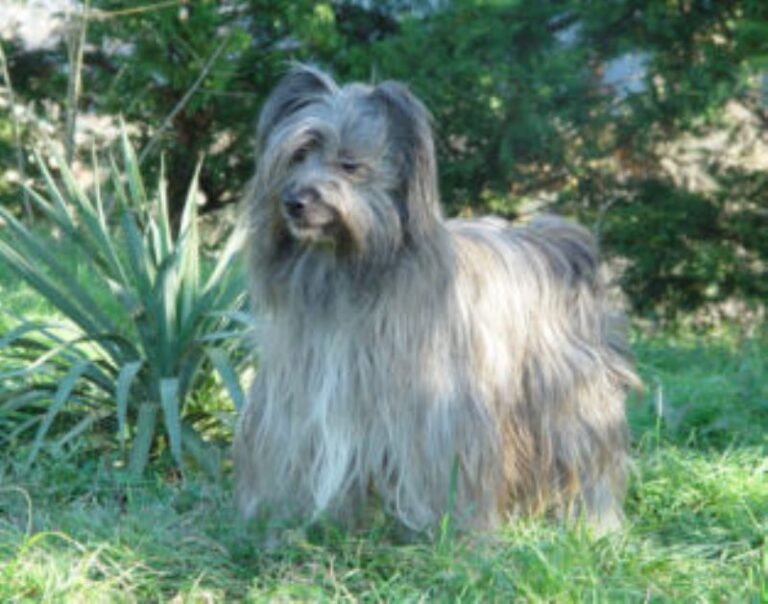 Pyreneisk Gjeterhund