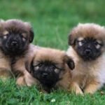 Pyreneisk Gjeterhund