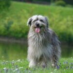Pyreneisk Gjeterhund