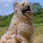 Pyreneisk Gjeterhund