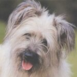 Pyreneisk Gjeterhund