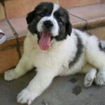 Pyreneisk Mastiff
