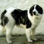 Pyreneisk Mastiff