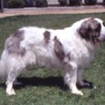 Pyreneisk Mastiff