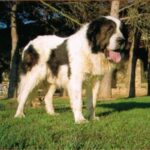 Pyreneisk Mastiff