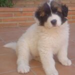 Pyreneisk Mastiff