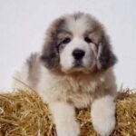 Pyreneisk Mastiff
