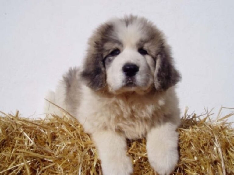 Pyreneisk Mastiff