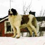 Pyreneisk Mastiff