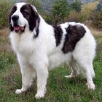 Pyreneisk Mastiff