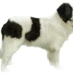 Pyreneisk Mastiff