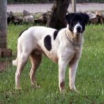 Rafeiro Do Alentejo