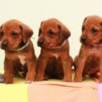 Rhodesian Ridgeback