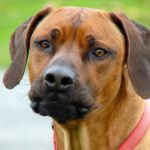 Rhodesian Ridgeback