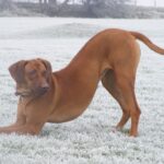 Rhodesian Ridgeback