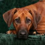 Rhodesian Ridgeback