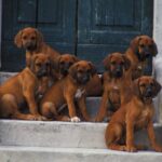 Rhodesian Ridgeback