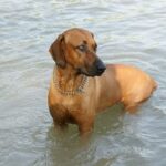 Rhodesian Ridgeback