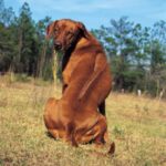 Rhodesian Ridgeback