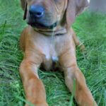 Rhodesian Ridgeback