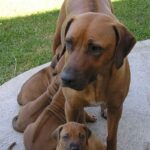 Rhodesian Ridgeback