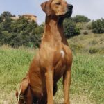 Rhodesian Ridgeback