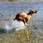 Rhodesian Ridgeback