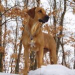 Rhodesian Ridgeback